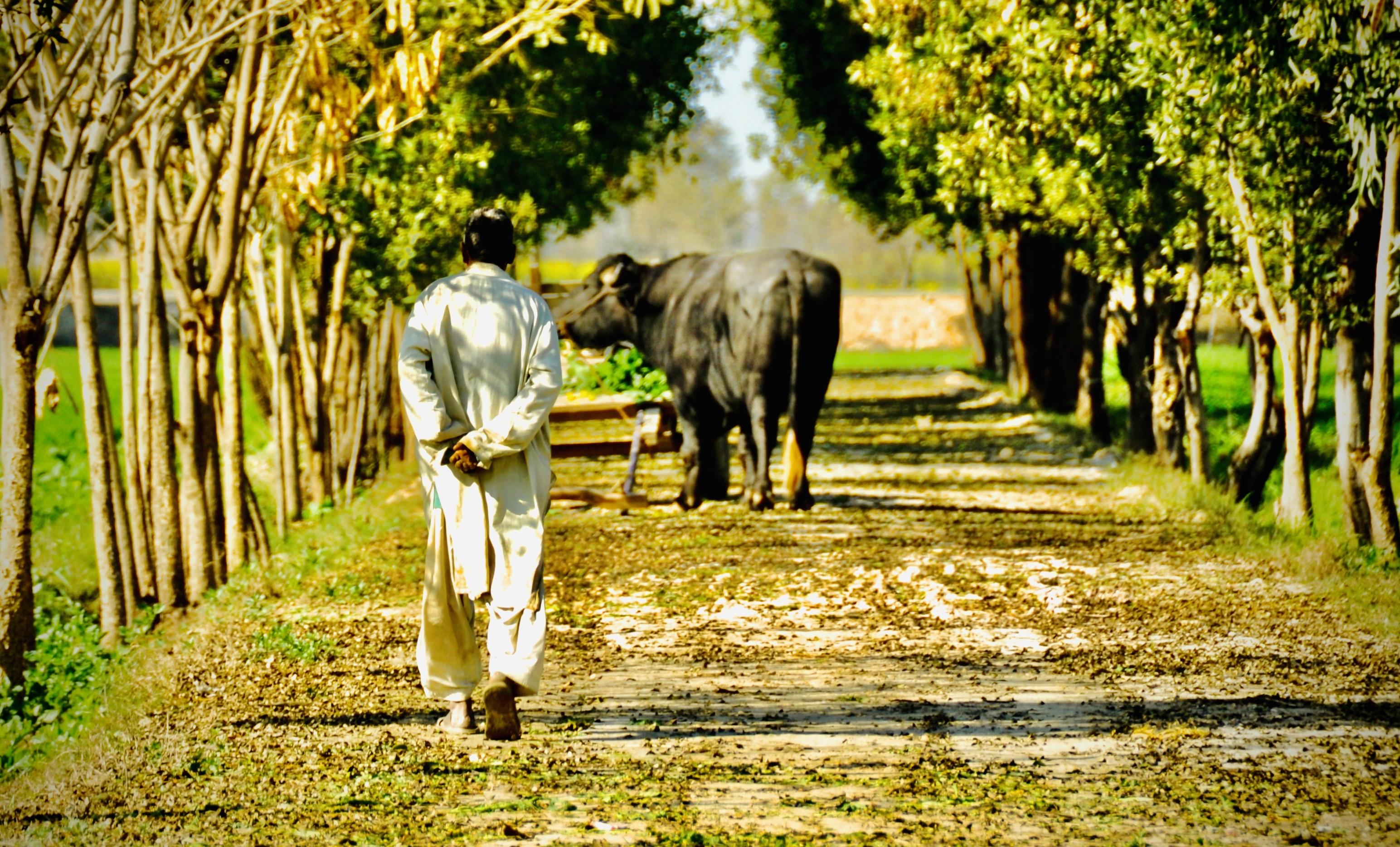 Balancing Green Energy with Urban Planning