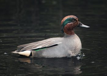 Is the Rise of Floating Solar a Threat to Marine Ecosystems