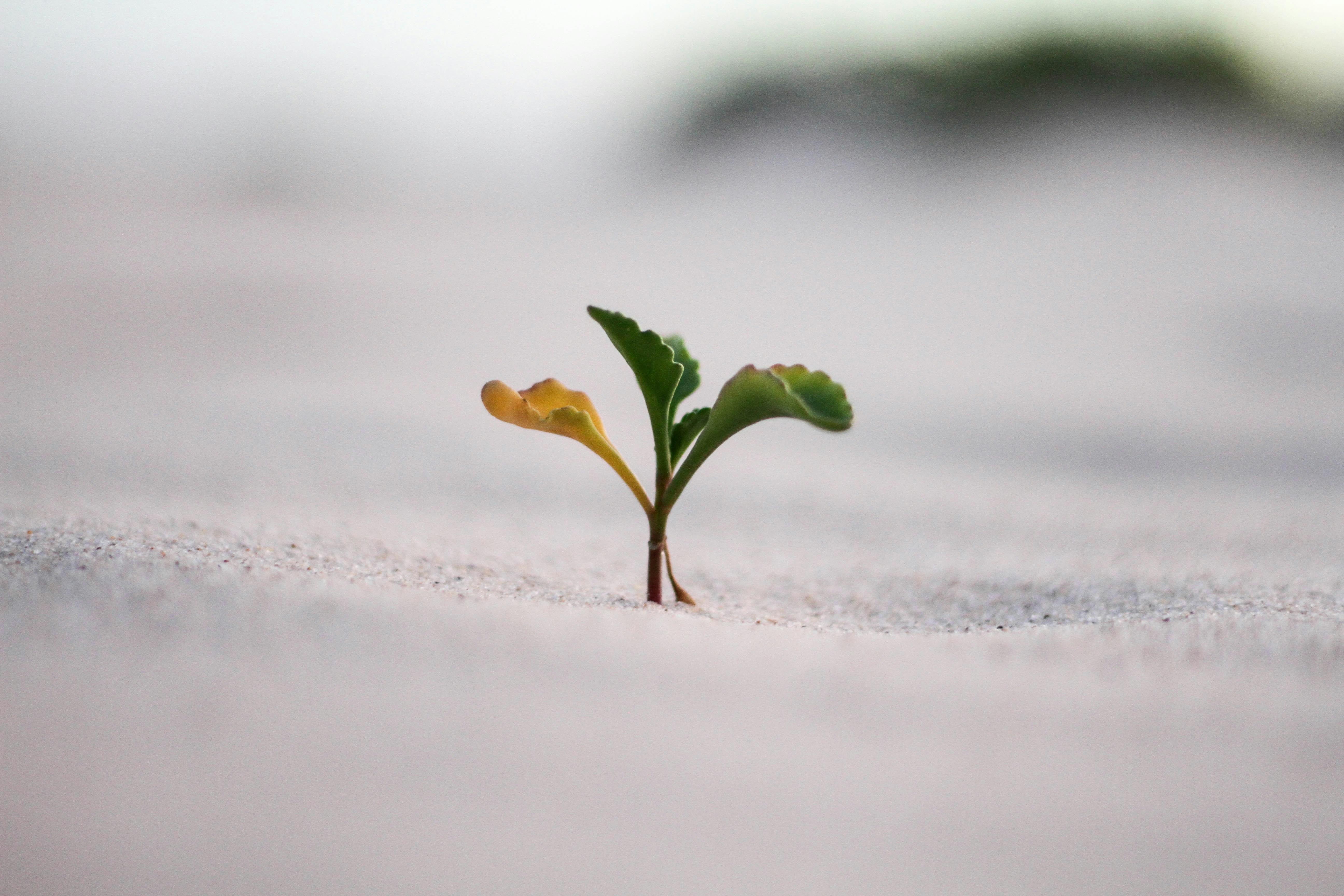 Examining the Solar Industrys Growth Narrative
