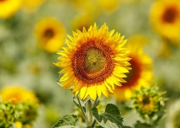 Is the Push for Solar Farming Reducing Agricultural Lands