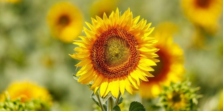 Is the Push for Solar Farming Reducing Agricultural Lands