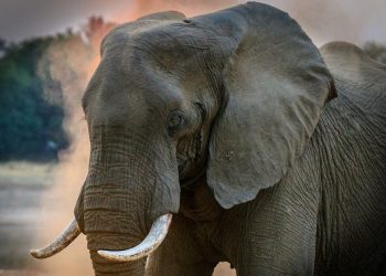 Are Big Corporations Profiting More From Solar Than Individuals