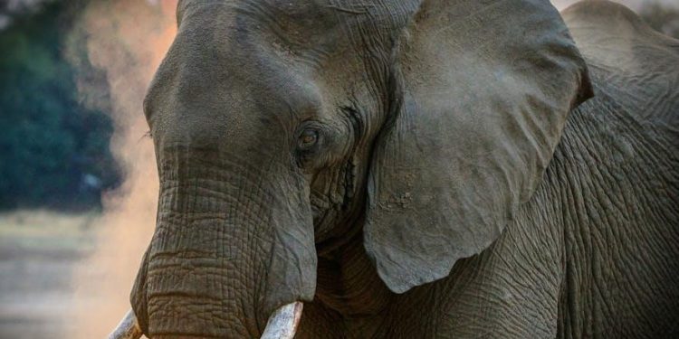 Are Big Corporations Profiting More From Solar Than Individuals