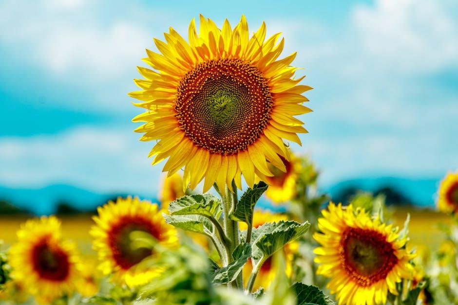 Harvesting Energy or Crops: Strategies for Harmonizing Solar and Agricultural Needs