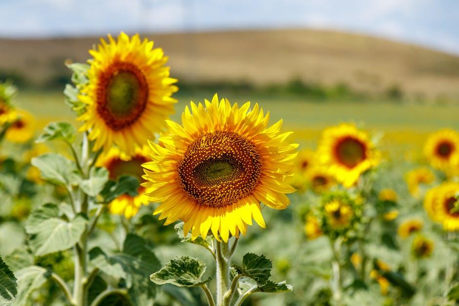 Balancing Renewable Energy Goals with Agricultural and Residential Needs
