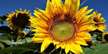 Why Solar Energy Is the Fastest-Growing Renewable Market