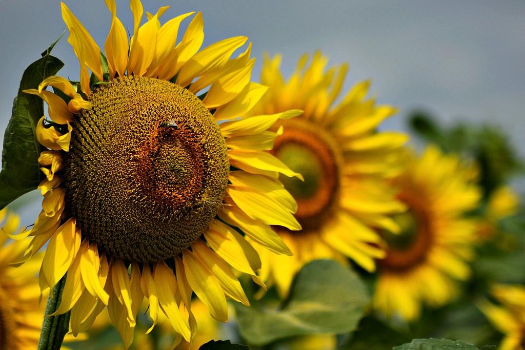 Evaluating Solar Energys Role in Global Climate Strategies